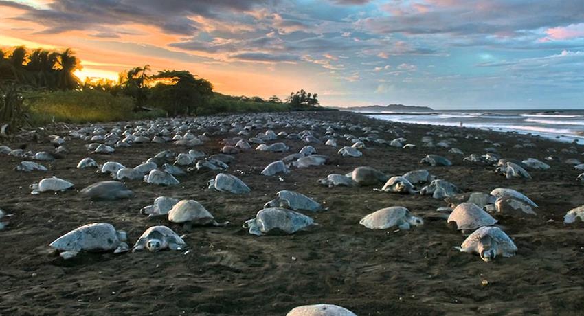 Private Turtle Nesting Tour