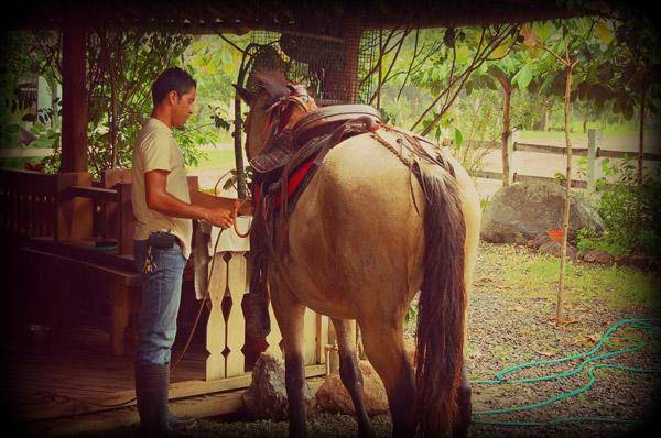 Horseback Beach Riding at Conchal